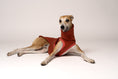 Load image into Gallery viewer, Sweatshirt für Windhunde in Terracotta – junger Whippet als Modell
