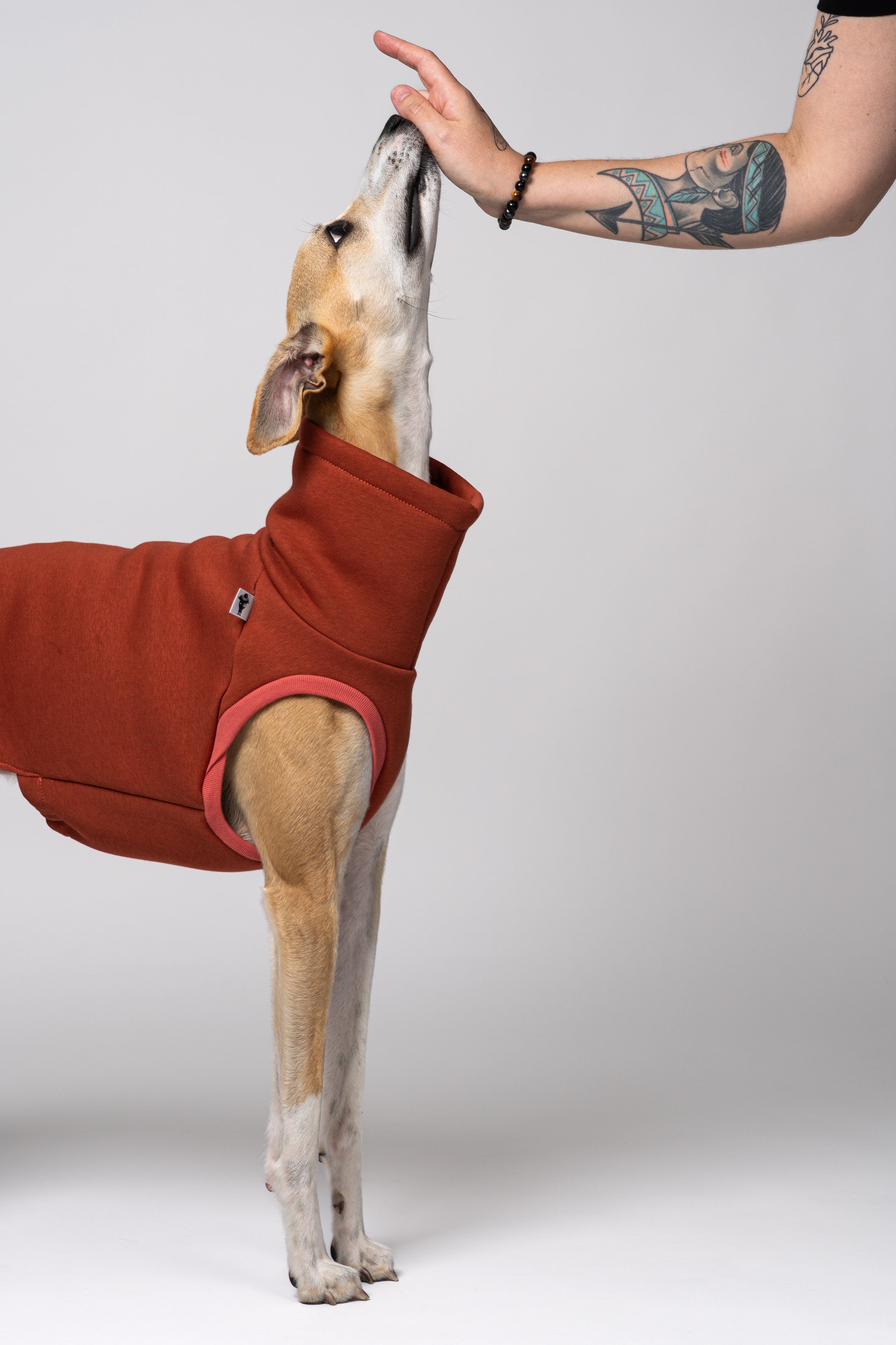 Sweat Oberteil für Windhunde in Terracotta – junger Whippet als Modell