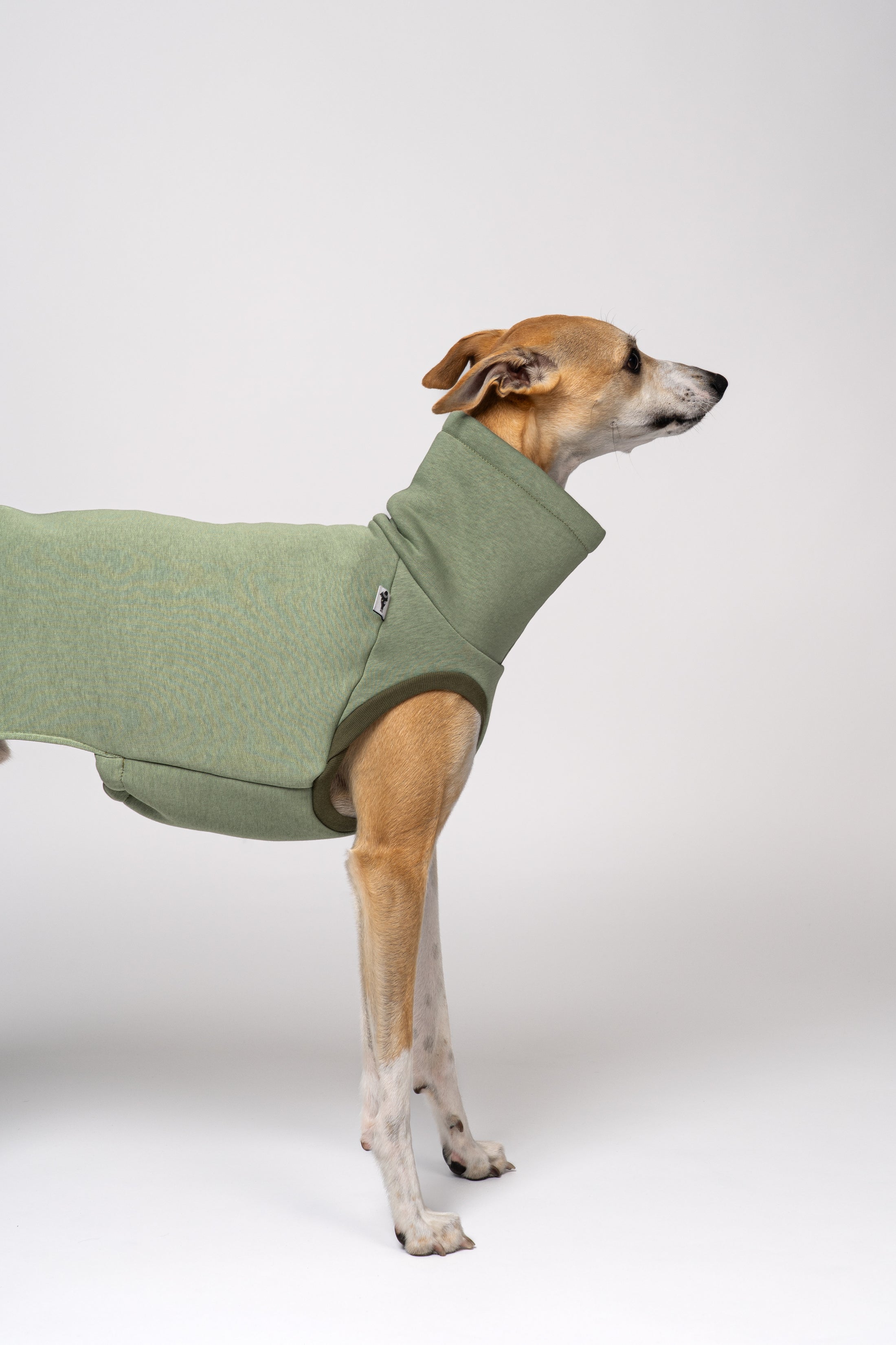Frischer Look für Windhunde: Whippet trägt Baumwollfleece-Shirt in Matcha