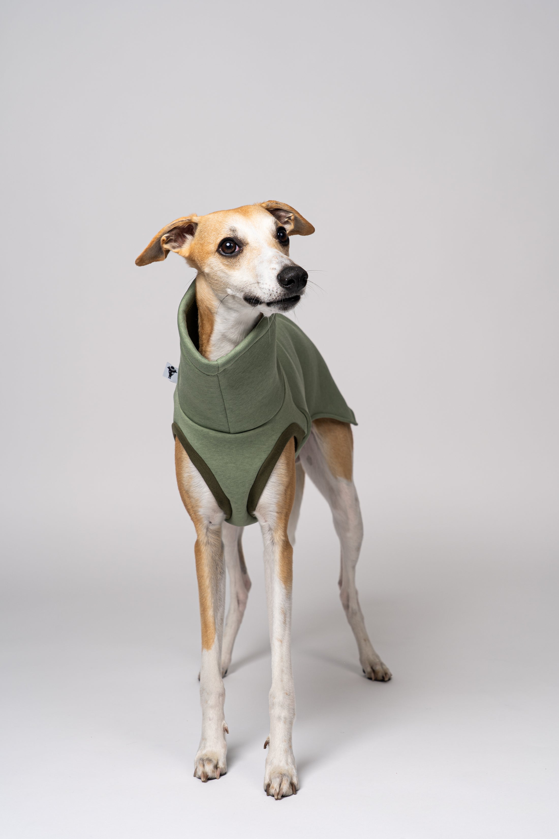 Matcha Sweatshirt auf dem schlanken Körper eines Whippets