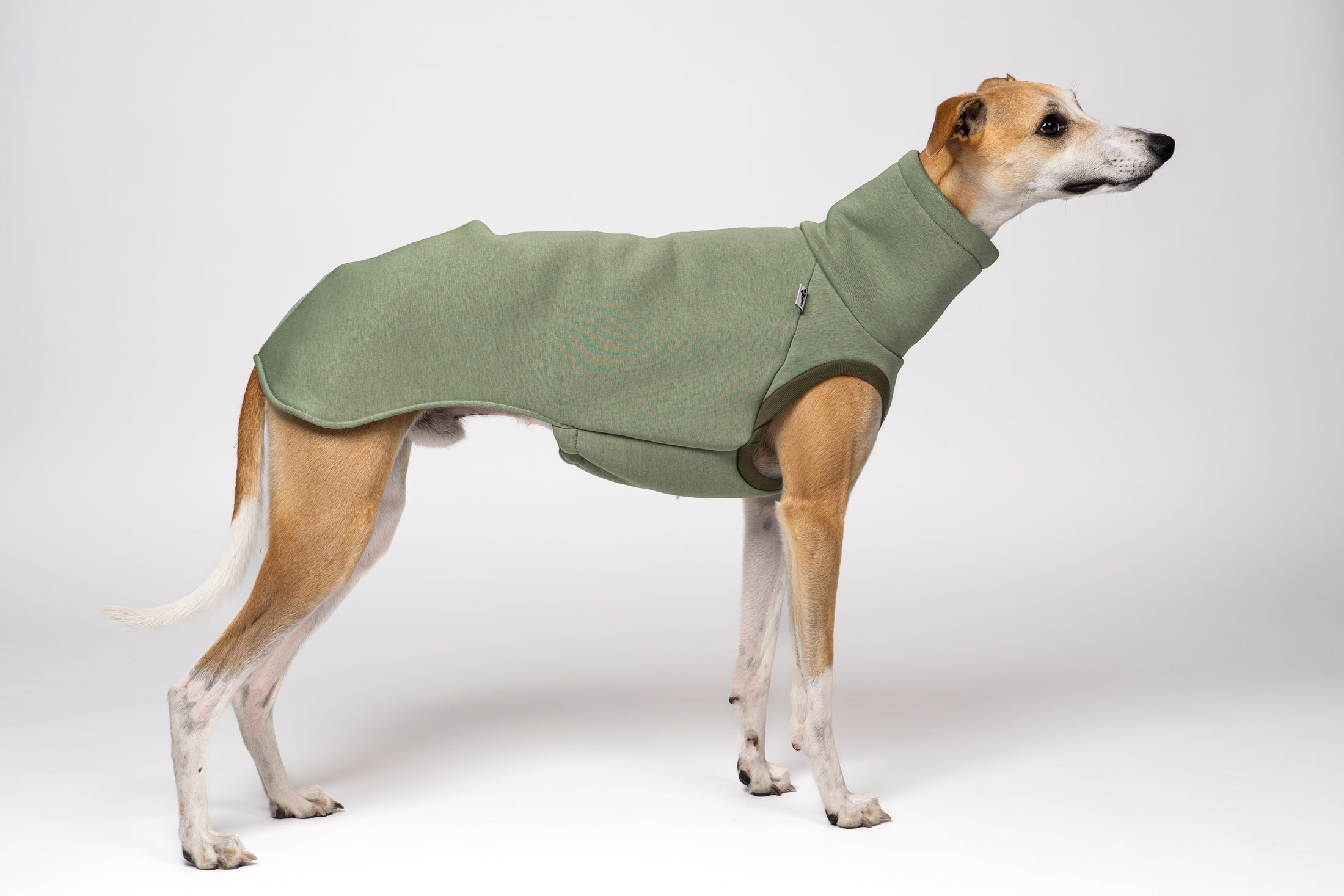 Long Shirt in Matcha für Windhunde – jung, bequem und modern