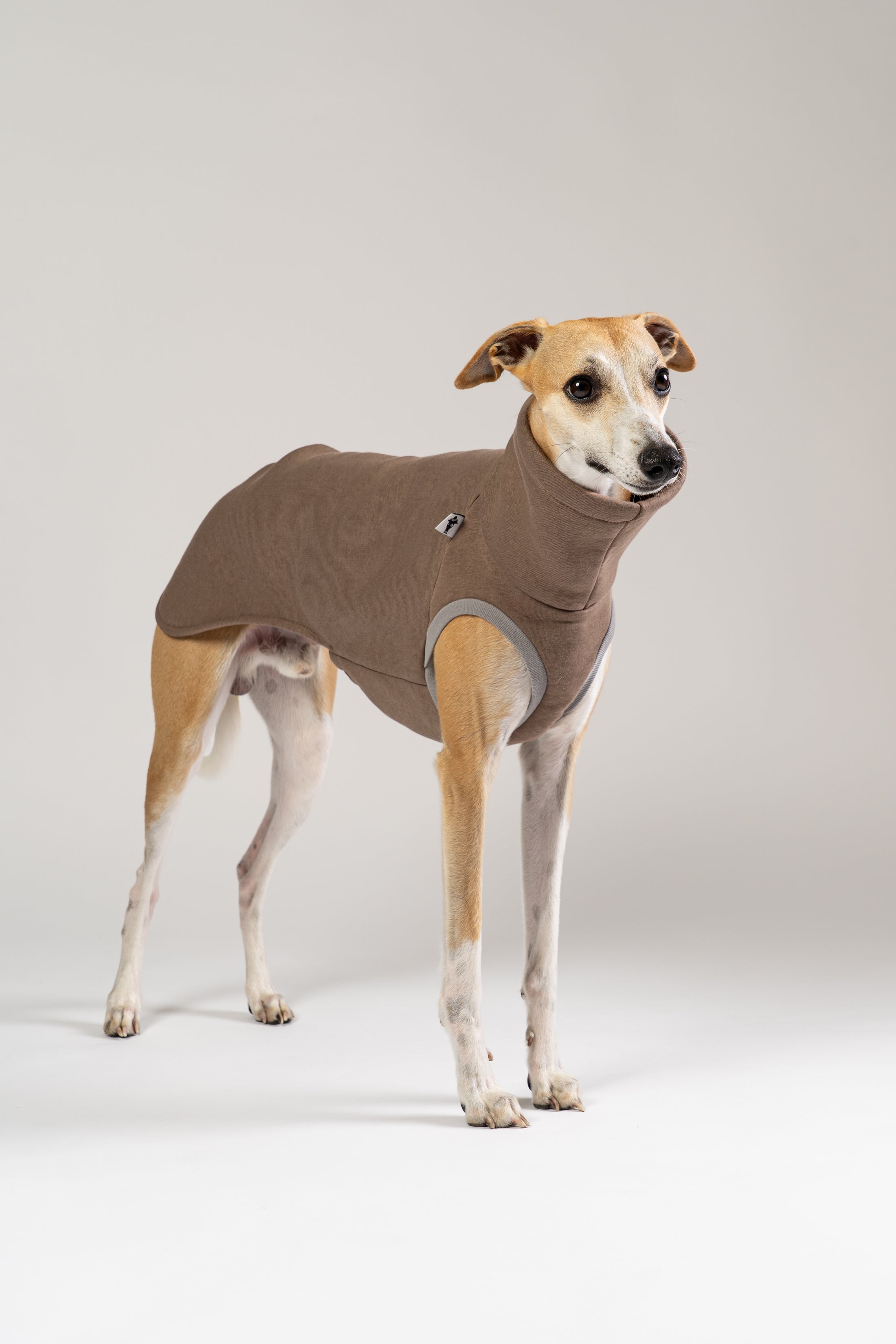 Eleganter Whippet in einem stilvollen, braunen Karma-Hund Pullover – zeitloses Design trifft auf Komfort.