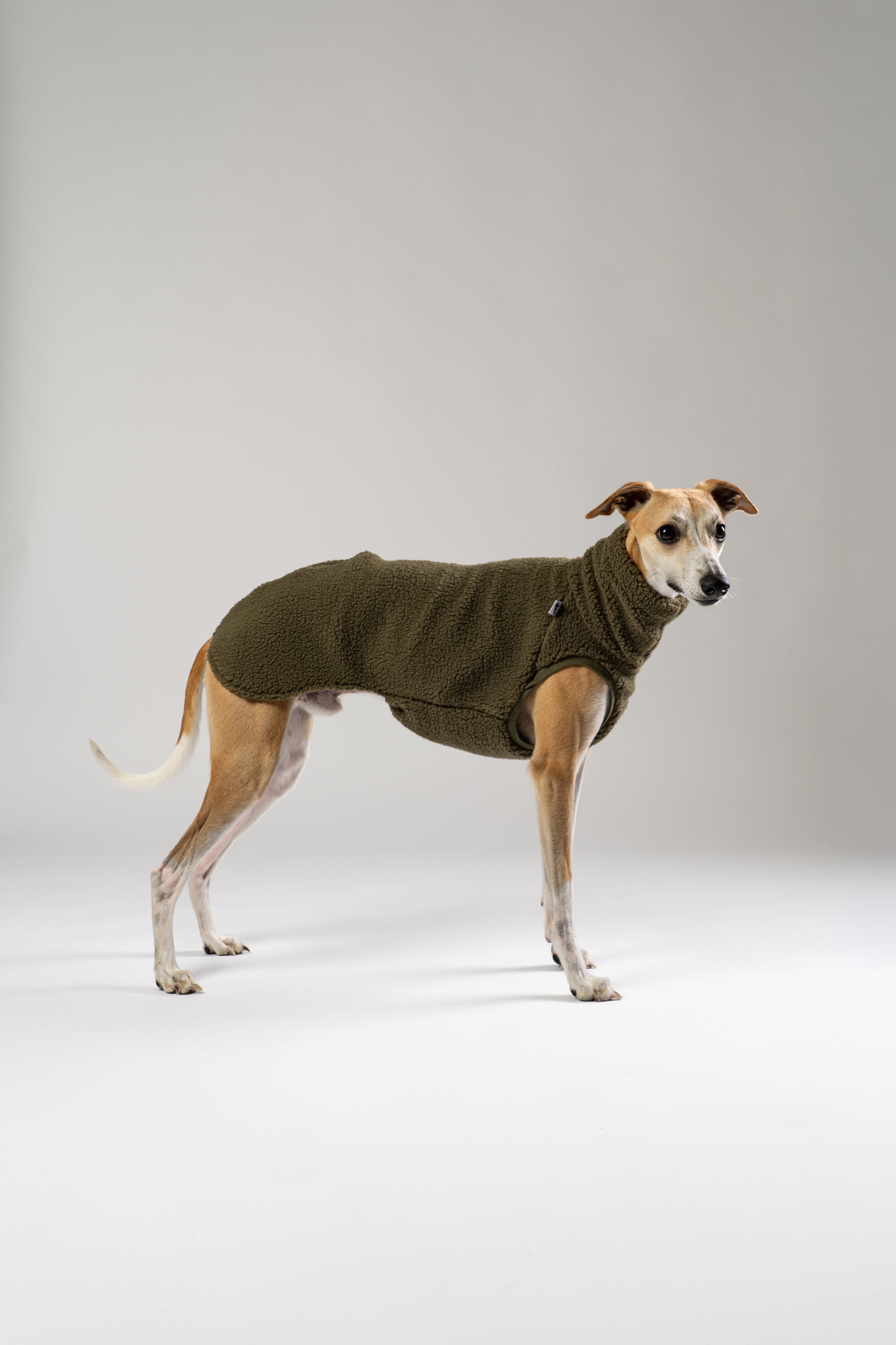 Whippet im kuscheligen Teddy Long Shirt – weiches, wärmendes Shirt für Windhunde an kühlen Tagen