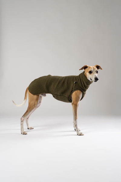Whippet im kuscheligen Teddy Long Shirt – weiches, wärmendes Shirt für Windhunde an kühlen Tagen