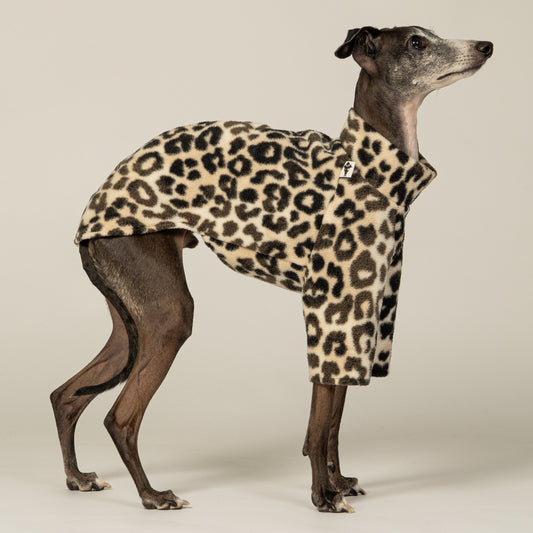 Italienisches Windspiel trägt Fleece-Pullover im Leo-Design – handgemacht in Berlin