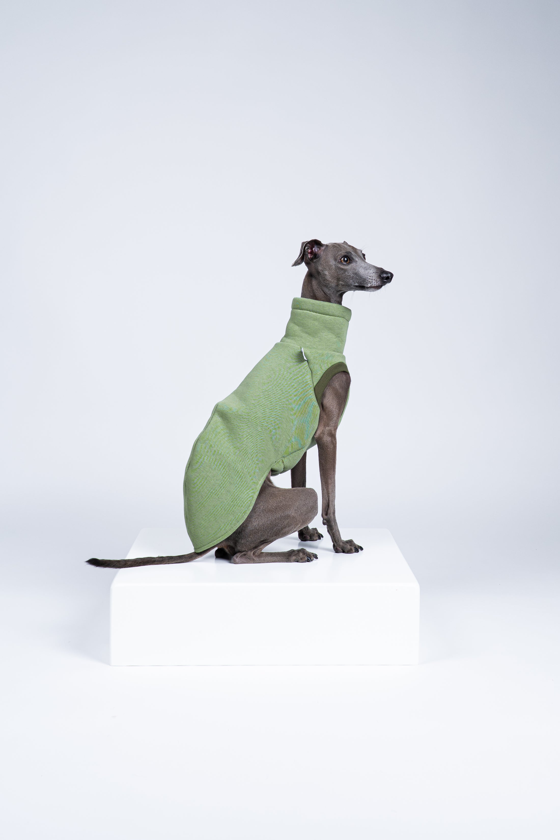 Italienisches Windspiel im Seitenprofil mit Sweat Shirt in Matcha – ergonomisch angepasst für schmale Windhundkörper