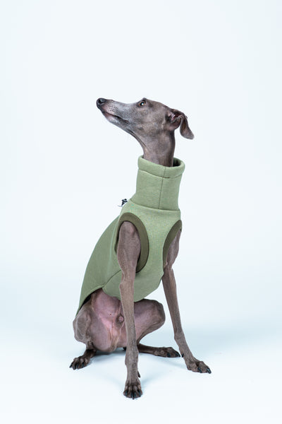 Italienisches Windspiel frontal im Sweat Shirt in Matcha – körpernaher Schnitt für zierliche Windhundformen