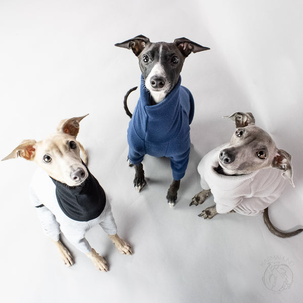 Italian Greyhound Pack with cool overalls dog clothing