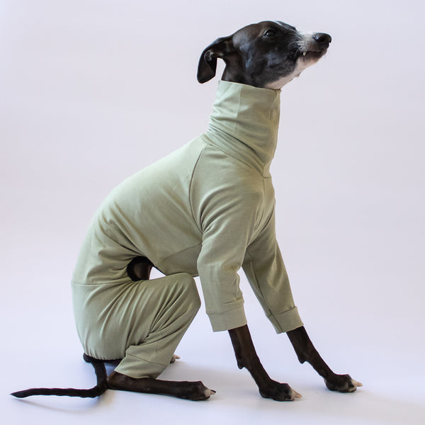 Italian greyhound with overall